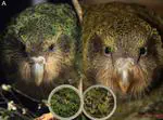 Kākāpō and photonics