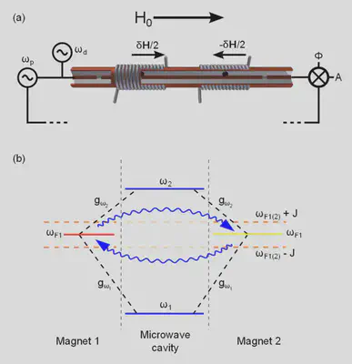 Two YIG spheres are positioned at the magnetic field antinodes of the second harmonic of a transmission line cavity. Two sources, at $ω\_p$ and $ω\_d$ , are coupled into the cavity. The transmitted amplitude and dispersive phase shift at ωp is measured by homodyne detection. A global field, $H\_0$, is applied to align the magnetization of the spheres in the propagation direction of the cavity, and tune the ferromagnetic resonance to be off-resonance with the cavity modes. The field at each sphere is adjusted by $±δH/2$ using a local coil wrapped around the cavity. (b) Energy level diagram. The lowest two cavity modes are at $ω\_1$ and $ω\_2$.   The spatially separated magnets have magnetostatic mode frequencies $ω\_{F1}$ and $ω\_{F2}$, and coupling rates to the cavity modes of gωn to the nth mode. They are coupled to each other by a cavity-mediated coupling $J$ , and for degenerate uncoupled magnetostatic modes $(δH = 0)$ new eigenmodes at $ω_{F1(2)} ± J $ result. [Lambert et. al, **PRA** 93, 021803(R) (2016)](https://link.aps.org/doi/10.1103/PhysRevA.93.021803)