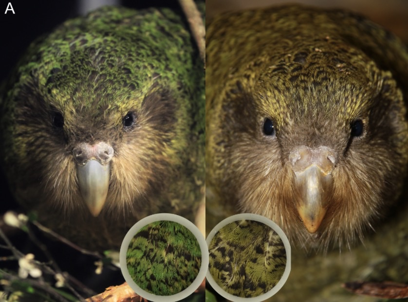The genetic basis of the kākāpō structural color polymorphism suggests ...